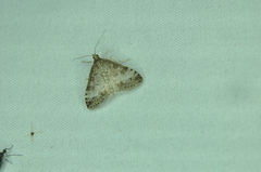 Udea inquinatalis