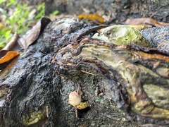 Leucoagaricus meleagris