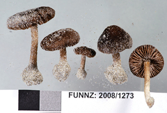 Pluteus nanus