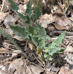 Calystegia collina venusta