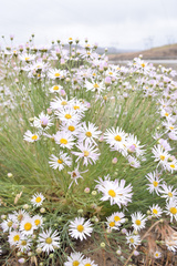 Erigeron pumilus