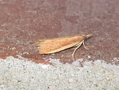 Peoria roseotinctella