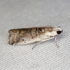 Acrobasis tumidulella