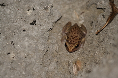 Eleutherodactylus monensis