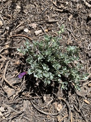 Penstemon thompsoniae