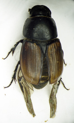 Colobopterus erraticus