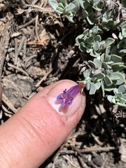 Penstemon thompsoniae