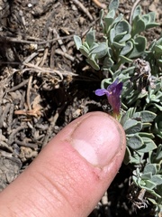 Penstemon thompsoniae
