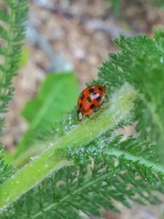 Harmonia axyridis