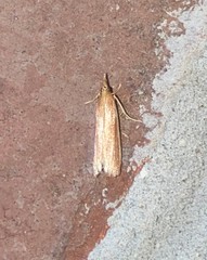 Peoria roseotinctella