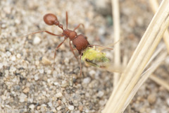 Pogonomyrmex salinus