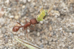 Pogonomyrmex salinus