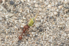 Pogonomyrmex salinus