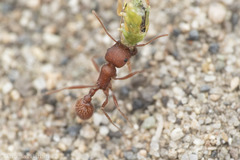 Pogonomyrmex salinus