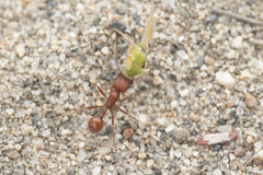 Pogonomyrmex salinus