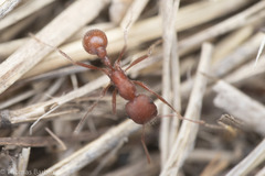 Pogonomyrmex salinus