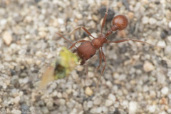 Pogonomyrmex salinus
