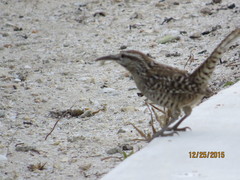 Campylorhynchus yucatanicus