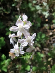 Delphinium gracilentum