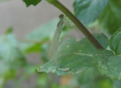 Ischnura evansi