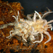 Gibellula leiopus - Photo (c) Jerry Cooper, algunos derechos reservados (CC BY), subido por Jerry Cooper