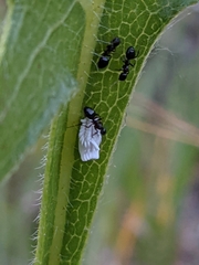 Dolichoderus taschenbergi