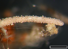 Gibellula leiopus
