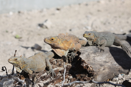 Rock Iguanas (Genus Cyclura) · iNaturalist