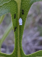 Dolichoderus taschenbergi