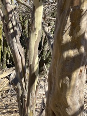 Chloroleucon mangense