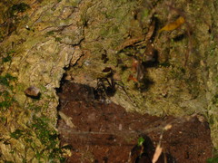 Corasoides australis