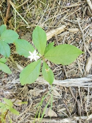 Lysimachia latifolia
