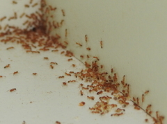 Monomorium pharaonis
