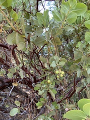 Arctostaphylos mewukka