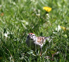 Spizella passerina passerina