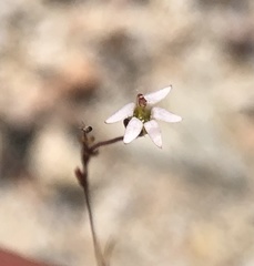 Nemacladus secundiflorus