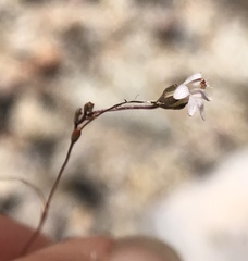 Nemacladus secundiflorus