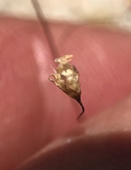 Nemacladus secundiflorus