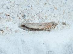 Battaristis concinnusella