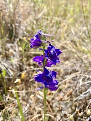 Delphinium decorum
