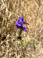 Delphinium decorum