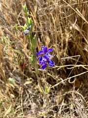 Delphinium decorum