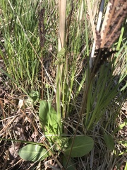 Anticlea elegans glauca