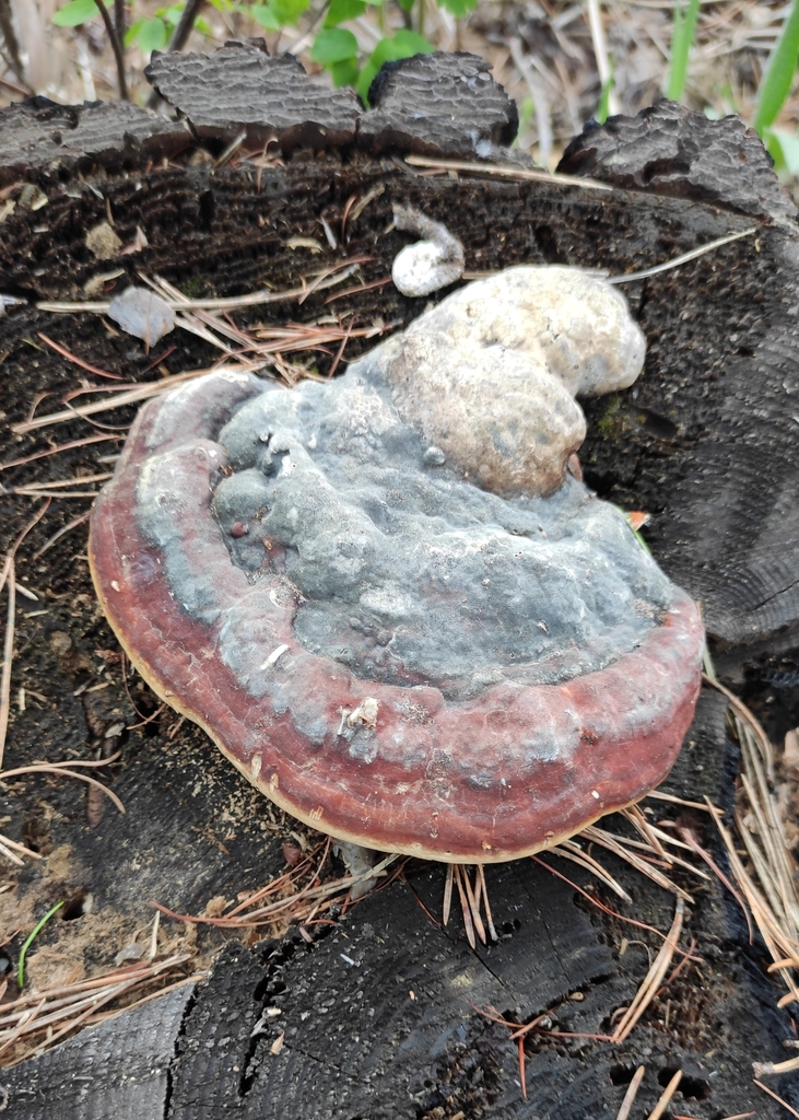 Fomitopsis pinicola · June 2021 · photo: © wrrite (iNaturalist, cc-by)