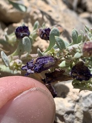 Penstemon thompsoniae