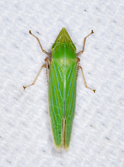 Draeculacephala robinsoni