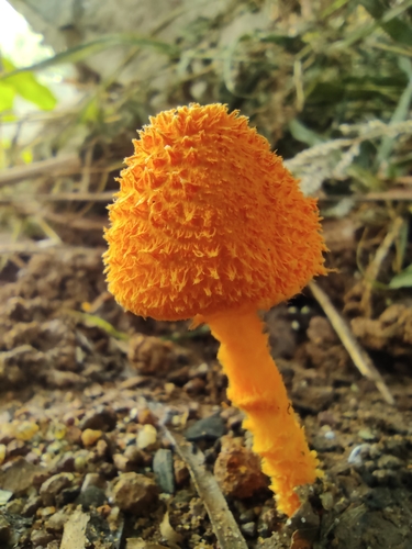 scaly tangerine mushroom