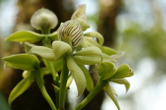 Prosthechea madrensis