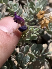 Penstemon thompsoniae