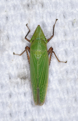 Draeculacephala bradleyi